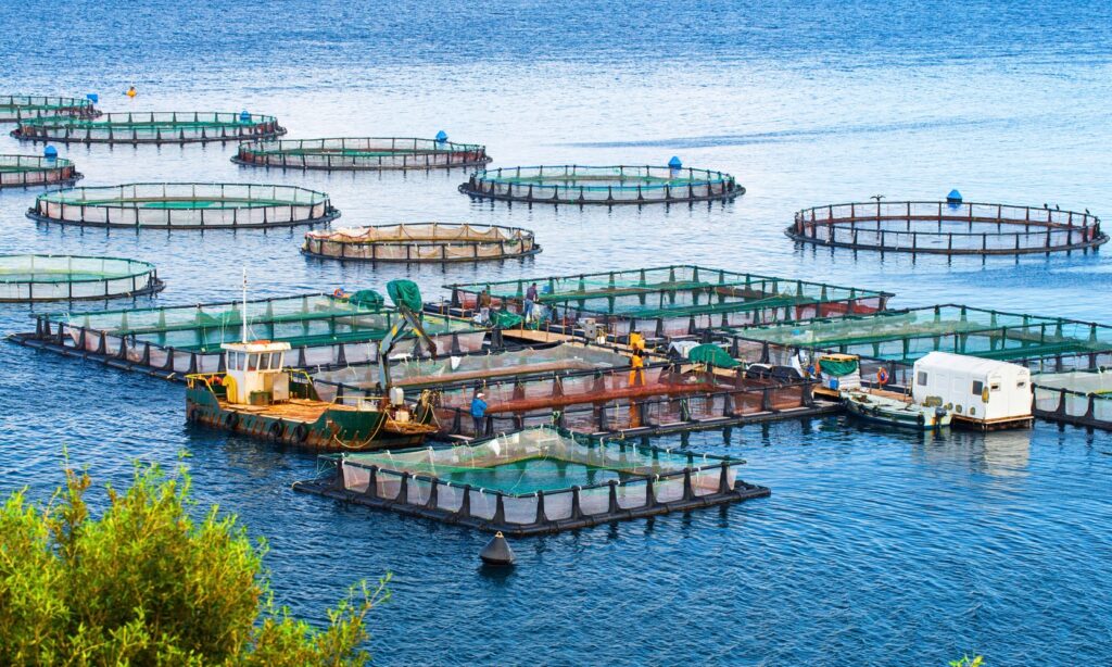 imta aquaculture cultivate multiple species but complex 1024x614